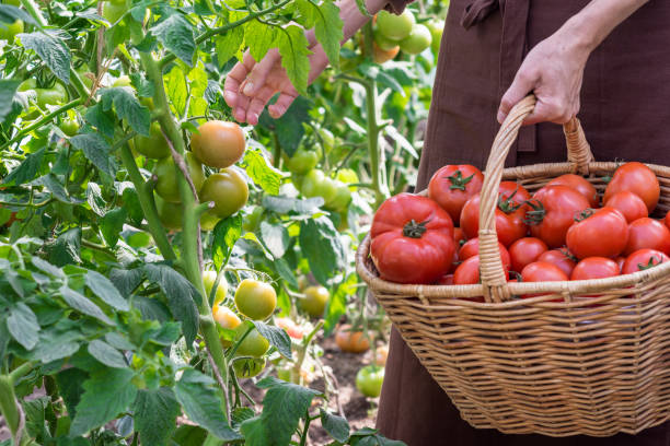 Bien être naturopathie plantes
alimentation nutrition